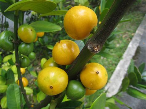 福木樹|福木 (嘉義植物園)